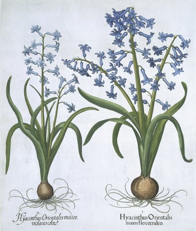 Zwei blaue Hyazinthen, aus Hortus Eystettensis, von Basil Besler, veröffentlicht 1613 von German School