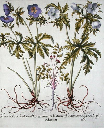 Sorten von Geranien, aus dem 