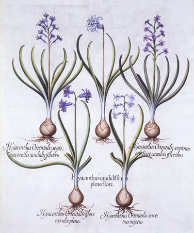 Hyazinthenarten mit Zwiebel, aus Hortus Eystettensis, von Basil Besler, veröffentlicht 1613 von German School