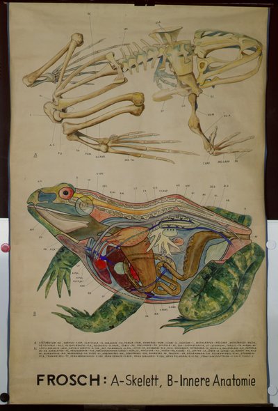 Wandtafel des Skeletts und der Anatomie eines Frosches von German School