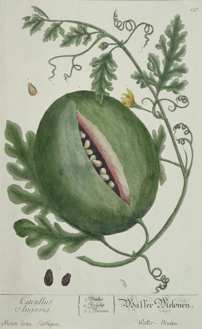 Wassermelone, aus Einem Neugierigen Kräuterbuch, deutsche Ausgabe, veröffentlicht 1757 von German School