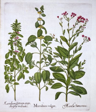 Weißer Andorn, Andorn und Minze, aus Hortus Eystettensis, von Basil Besler, veröffentlicht 1613 von German School