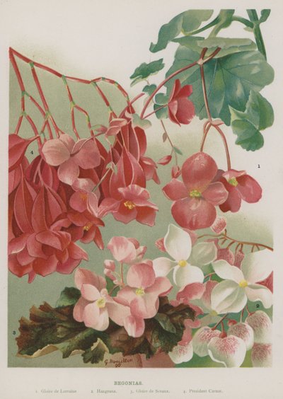 Begonien von Gertrude Hamilton