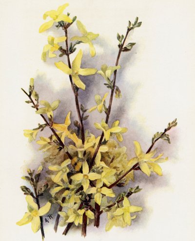 Forsythia Suspensa von Gertrude Hamilton
