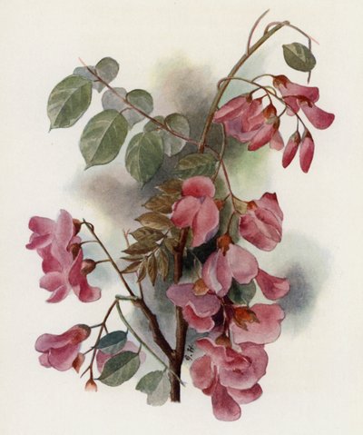 Robinia Hispida von Gertrude Hamilton