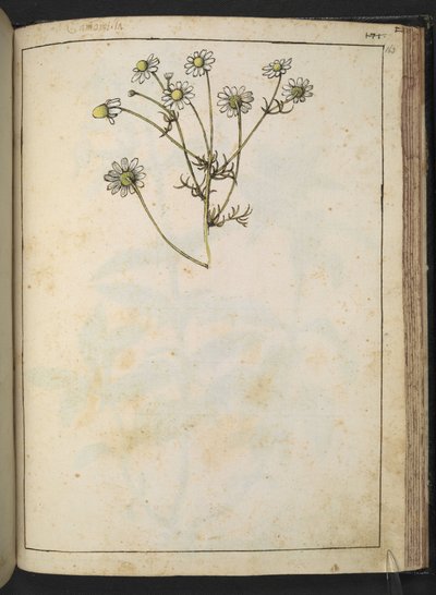 Matricaria chamomilla (Kamille), aus "Gemälde der Flora der römischen Staaten" von Gherardo Cibo, Add MS 22333, f163r, ca. 1564-84 von Gherardo Cibo