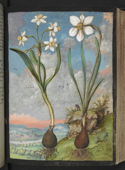 Narcissus tazetta und Narcissus poeticus: Pflanzen mit weißen Blütenblättern, aus "Paintings of Flora of the Roman States" von Gherardo Cibo von Gherardo Cibo