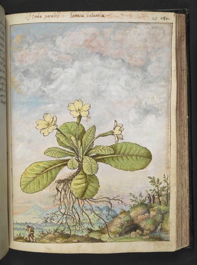 Primula vulgaris, aus "Gemälde der Flora der römischen Staaten" von Gherardo Cibo, Add MS 22333, f128r, ca. 1564-84 von Gherardo Cibo