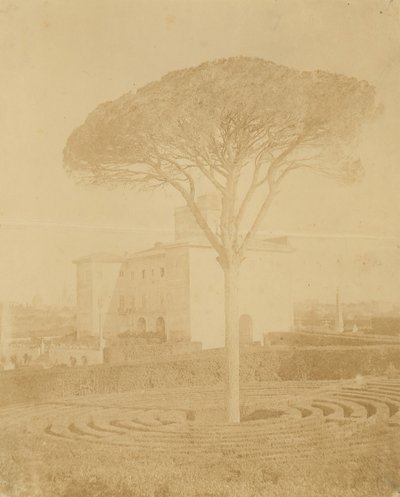 [Baum im formalen Garten außerhalb des Palazzo], 1860er-70er Jahre von Giacomo Caneva