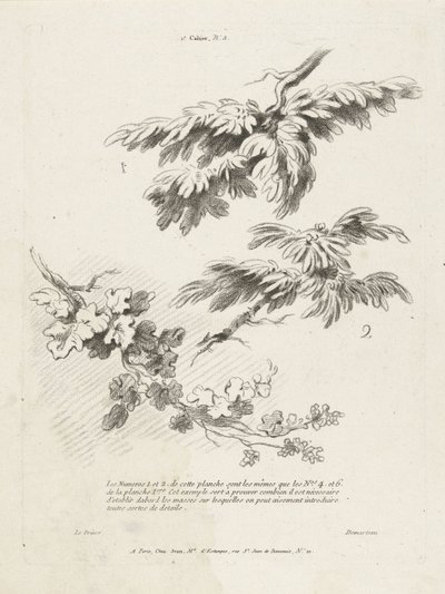 Studie von drei Zweigen mit Blättern von Gilles Demarteau