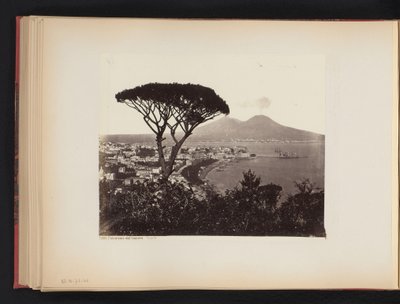 Ansicht von Neapel, Italien, mit einer Kiefer im Vordergrund von Giorgio Sommer