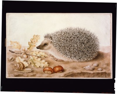 Ein Igel in einer Landschaft von Giovanna Garzoni