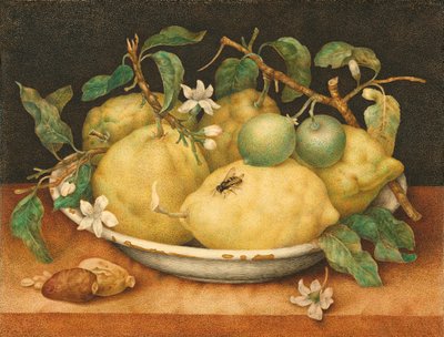 Stillleben mit einer Schale Zitronen von Giovanna Garzoni