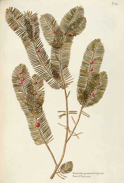 Europäische Eibe (Taxus baccata), Taxaceae von Giovanni Antonio Bottione von Giovanni Antonio Bottione