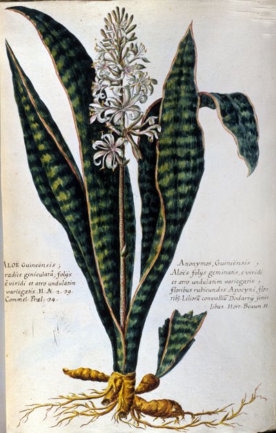 Aloe. Heilpflanze. Gravur - in „Historia botanica practica, seu plantarum, quae ad usum medicinae pertinent, nomenclatura, descriptio et virtutes...“ von Giovanni Battista Morandi