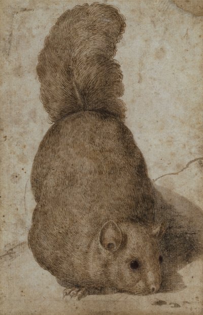 Ein Eichhörnchen von Giovanni da Udine (attr. to)