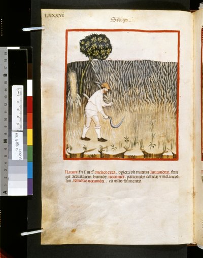 Theatrum sanitatis von Ububchasym de Baldach: 
