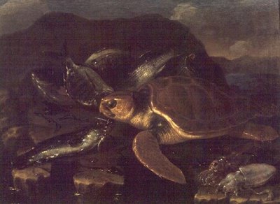 Stillleben mit einem Fisch und einer Schildkröte von Giuseppe Recco