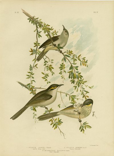 Lewin-Honigfresser, 1891 von Gracius Broinowski