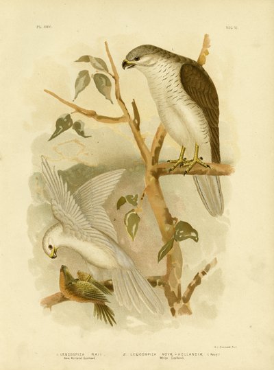 Neuholland-Habicht, 1891 von Gracius Broinowski