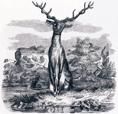 Der Hirsch, der sich im Wasser betrachtet - Fabeln von La Fontaine von Grandville