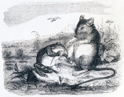 Der Frosch und die Ratte - Fabeln von La Fontaine von Grandville