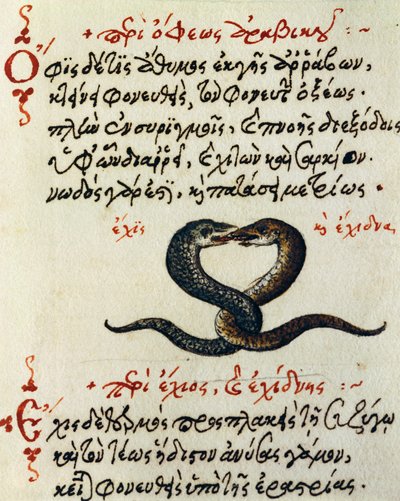 Schlangenkopplung, Test und Miniatur aus De animalium natura et proprietate libellus, von Aelianus von Greek School