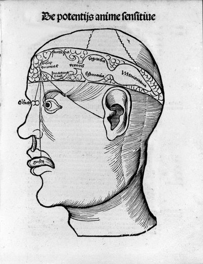 Gehirnschnitt: Studie zur Lokalisierung verschiedener Gehirnfunktionen (Kupferstich aus Margarita phylosophia von Gregor Reisch, Basel) von Gregor Reisch