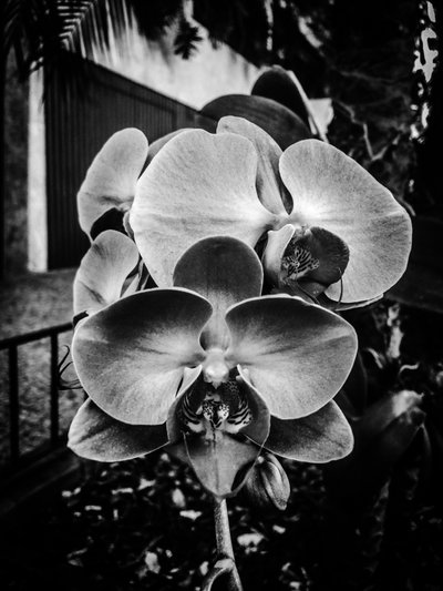 Blume Nr. 10 von Guilherme Pontes
