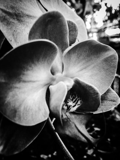 Blume Nr. 11 von Guilherme Pontes