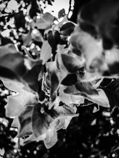 Blume Nr. 12 von Guilherme Pontes