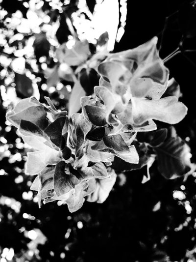 Blume Nr. 13 von Guilherme Pontes