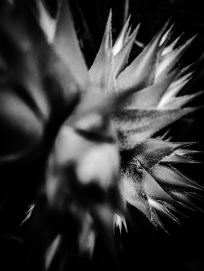 Blume Nr. 15, 2025 von Guilherme Pontes