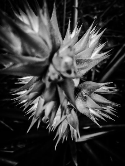 Blume Nr. 16, 2025 von Guilherme Pontes