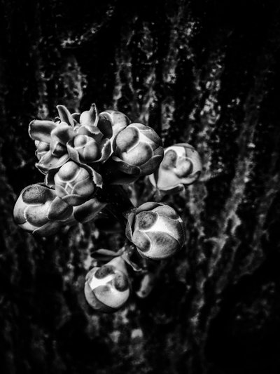 Blume Nr. 17, 2025 von Guilherme Pontes