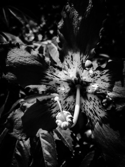 Blume Nr. 20, 2025 von Guilherme Pontes