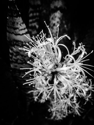 Blume Nr. 21, 2025 von Guilherme Pontes