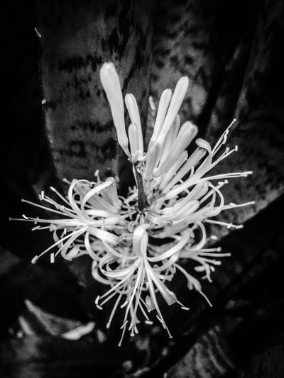 Blume Nr. 22, 2025 von Guilherme Pontes