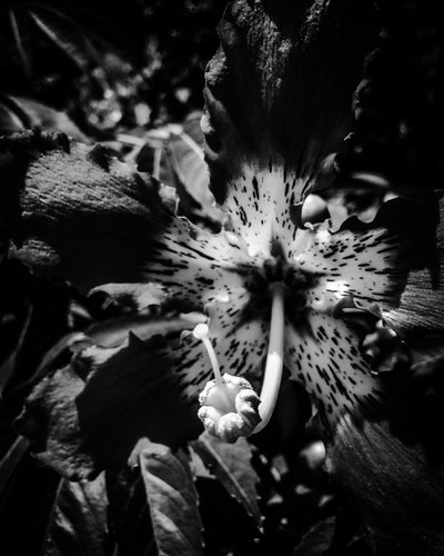 Blume Nr. 23, 2025 von Guilherme Pontes