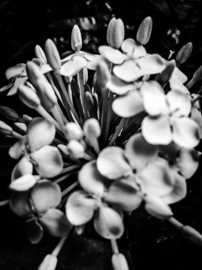 Blume Nr. 25 von Guilherme Pontes