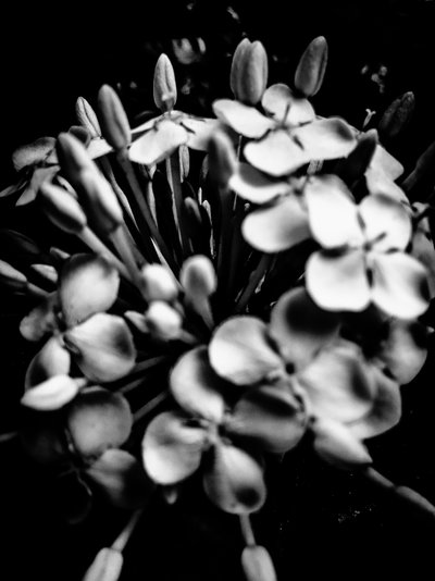 Blume Nr. 28, 2025 von Guilherme Pontes