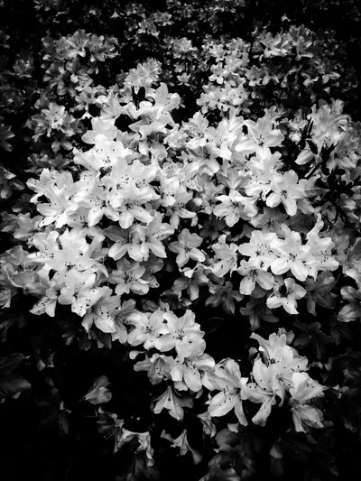 Blume Nr. 2, 2025 von Guilherme Pontes