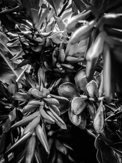 Blume Nr. 30 von Guilherme Pontes