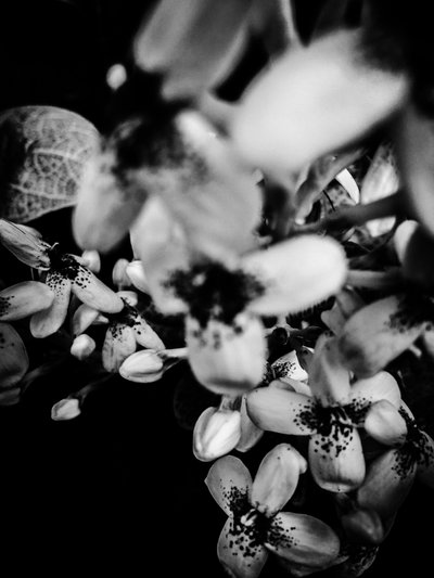 Blume Nr. 34 von Guilherme Pontes
