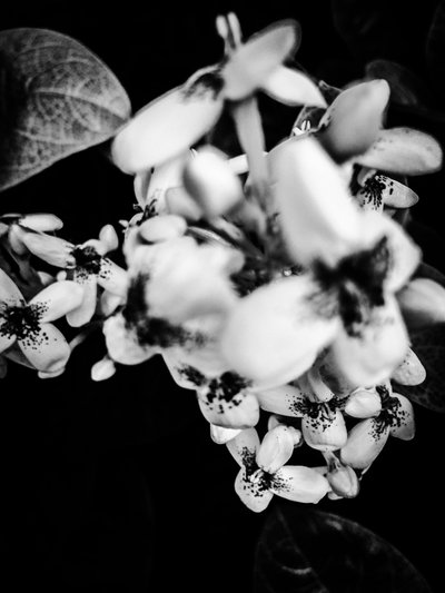 Blume Nr. 36 von Guilherme Pontes