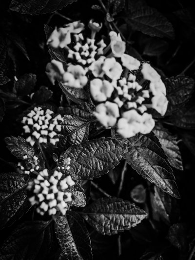 Blume Nr. 37 von Guilherme Pontes