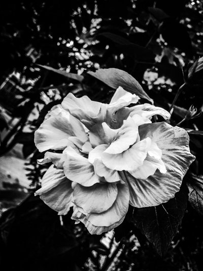 Blume Nr. 39, 2025 von Guilherme Pontes