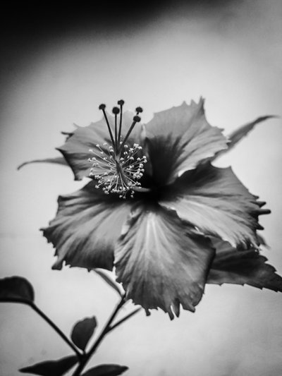 Blume Nr. 42 von Guilherme Pontes
