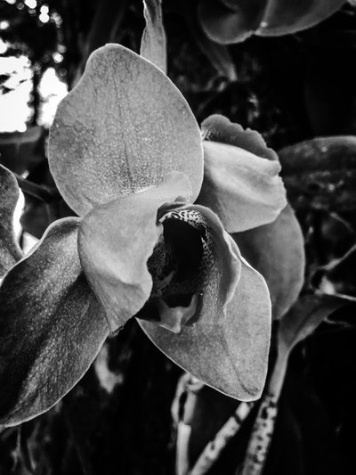 Blume Nr. 43 von Guilherme Pontes
