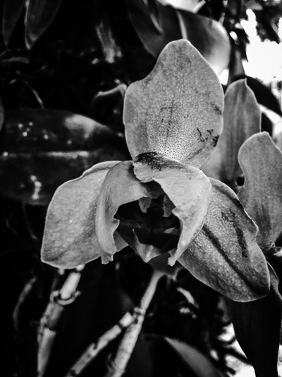 Blume Nr. 44 von Guilherme Pontes